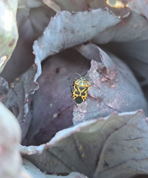 Rdeči škratec na vrtu: pisani hrošč, ki se rad naseli na zelje