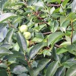 Sadeži kakija odpadajo