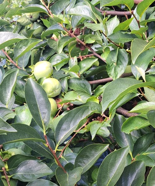 Sredi septembra odpadajo plodovi kakija? To je resnični razlog