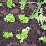 Sajenje zimske solate