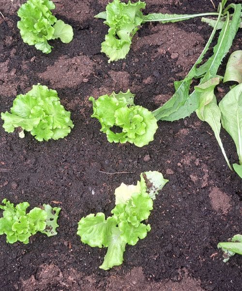 Če zvečer opazite to spremembo na rastlinah, vrt pogosto potrebuje vodo