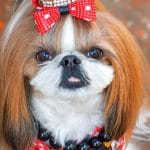 Shih Tzu