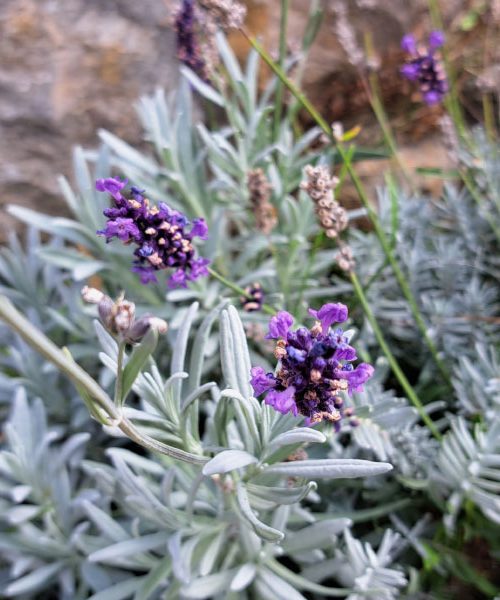 Jesensko obrezovanje zelišč – devet rastlin, ki jim to pomaga preživeti zimo