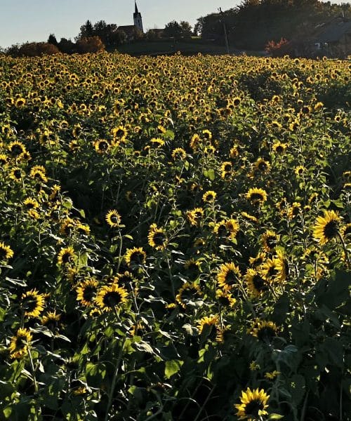 Zakaj ljudje na njivo sadijo sončnice? To so skrivnosti, ki jih ne poznajo vsi