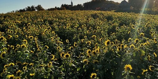 Sončnice avgusta zjutraj gledajo proti soncu, nato pa se skoraj ne premaknejo