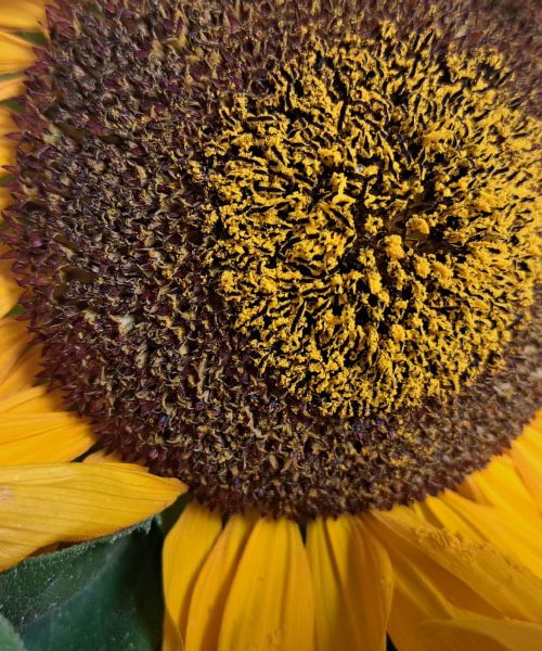 Cvetovi te rastline so lahko čudovita okrasitev doma v septembru