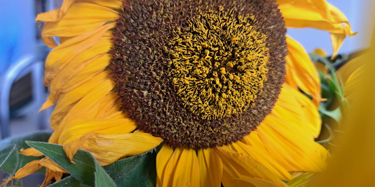 Sončnica, domači okras