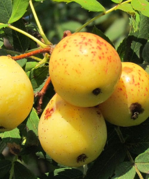 Skorš – pozabljeno sadje, ki skriva zdravilno moč