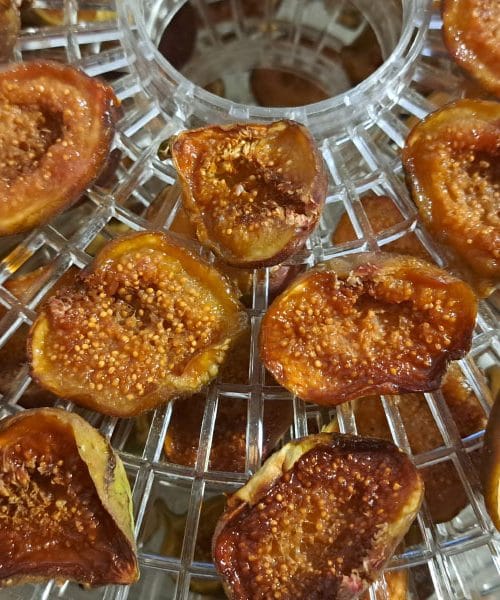 Trije razlogi, zakaj je temperatura 55 °C ključna pri sušenju fig