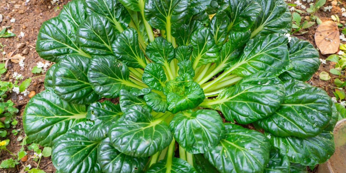 Tatsoi, Foto: Plantura Garden