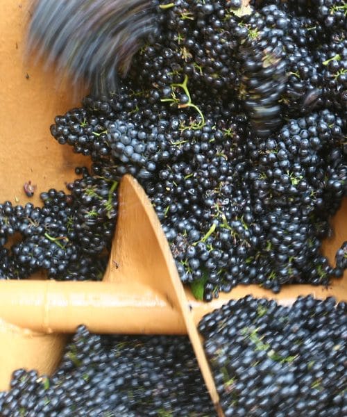 Klimatske spremembe vplivajo tudi na čas trgatve v Sloveniji