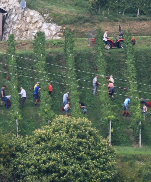 Kako se pripraviti na trgatev? Od opreme do jedilnika