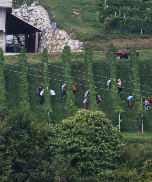 Pet zanimivosti o trgatvah v Sloveniji, ki jih morate poznati