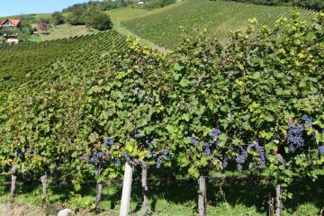 Martinovo – praznik vina, trte in dobrega letnika