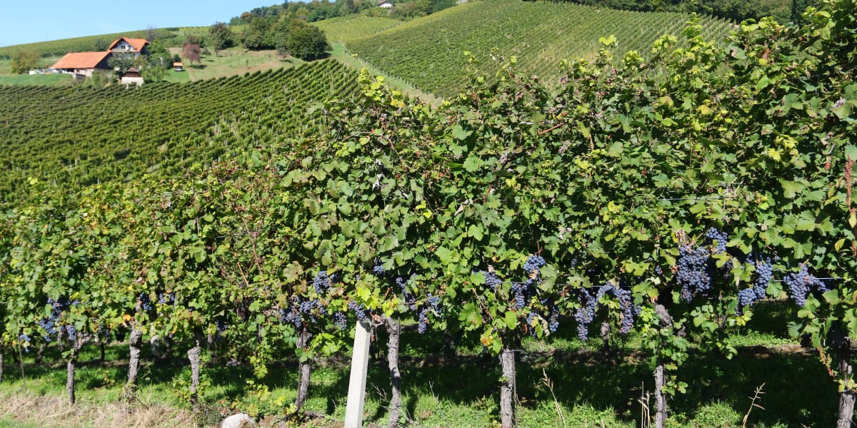 Trgatev, vinograd