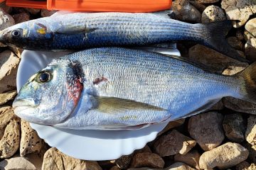 Tako boste takoj ugotovili, katera orada je iz vzgajališča in katera ne