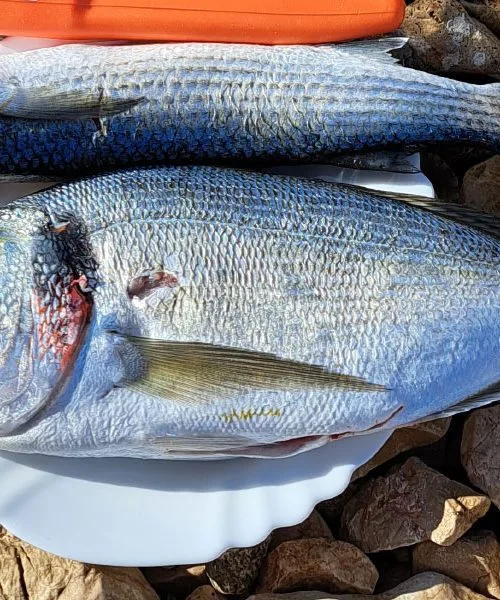Tako boste takoj ugotovili, katera orada je iz vzgajališča in katera ne