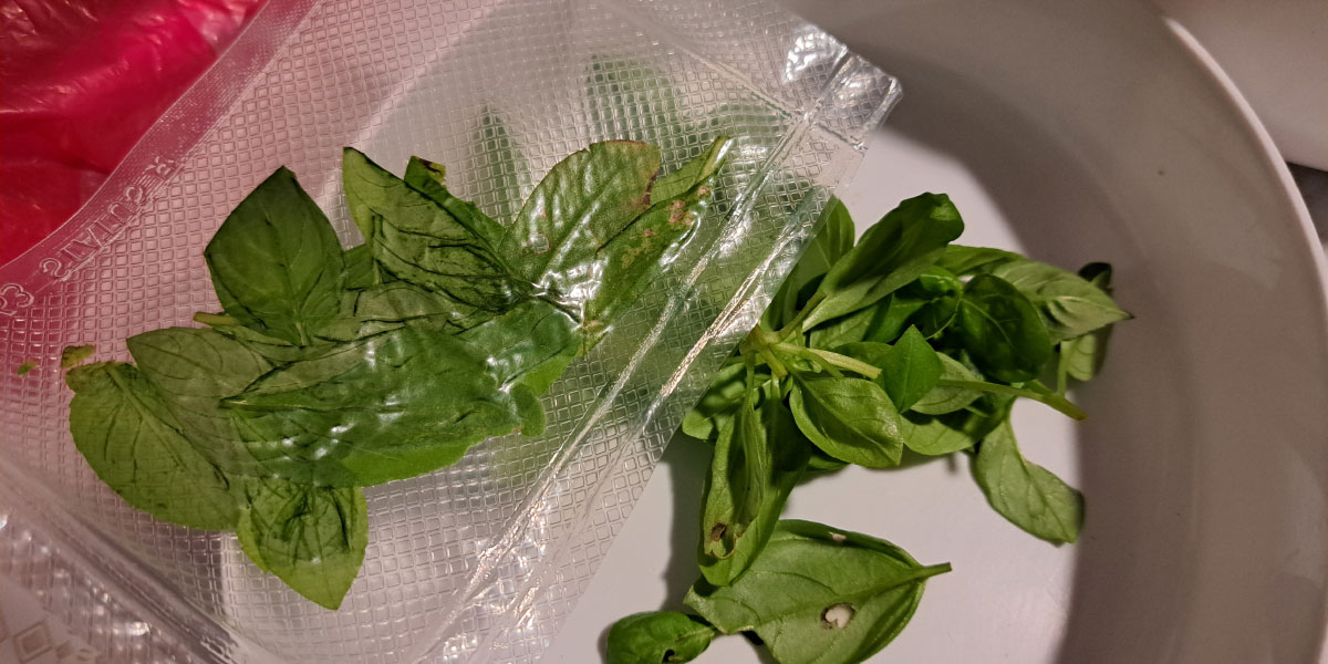 Vakumiranje bazilike