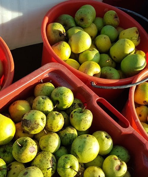 Imate preveč jabolk? Lahko naredite tudi ta slasten namaz