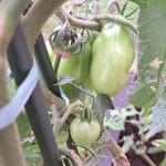 Zeleni paradižniki v septembru