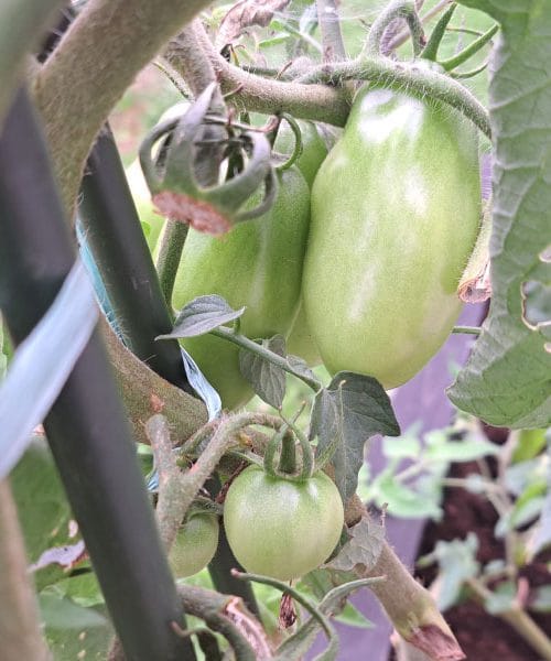 Bodo zeleni paradižniki v septembru še dozoreli?
