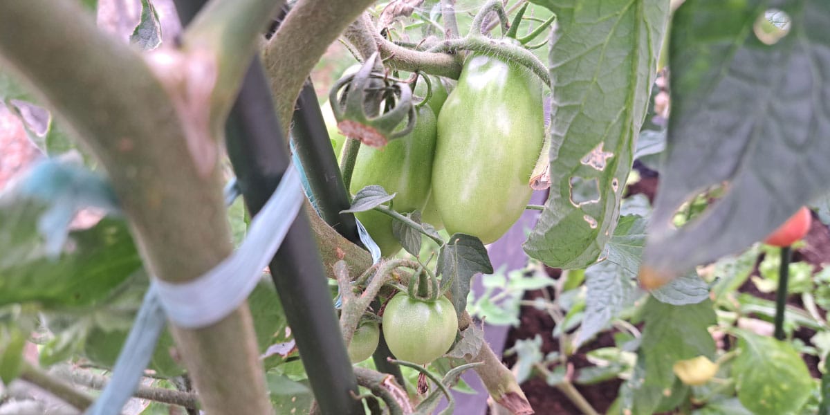 Zeleni paradižniki v septembru