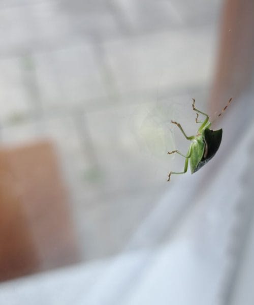 Kako se znebiti smrdljivcev v stanovanju? To so učinkoviti načini za mirno jesen