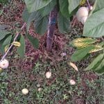 Zrele asimine pod drevesom