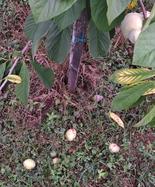 V teh dneh ne pozabite pogledati pod krošnjo asimine