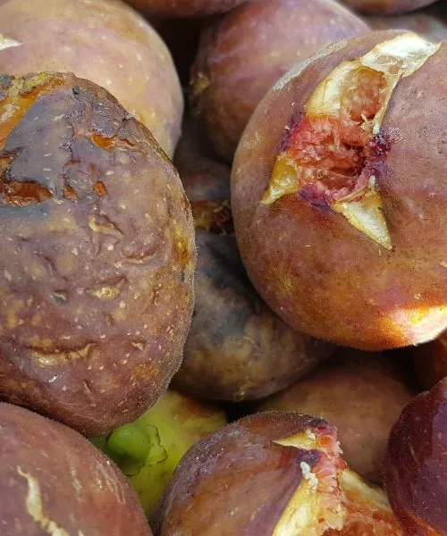 Kako shranjevati fige, česen, čebulo, šalotko, ingver in grozdje, da ostanejo dlje sveži