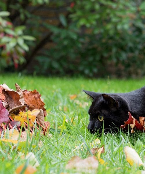 Pred prvo zmrzaljo: tri nujna opravila, ki bodo rešila vaš vrt spomladi