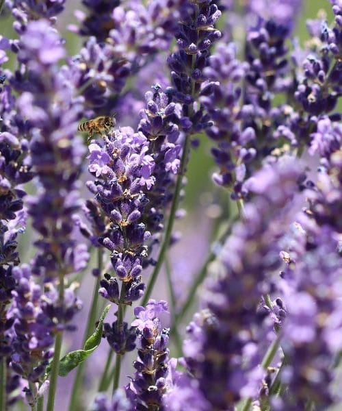 S tem trikom obrezovanja sivke ji boste pomagali preživeti dolgo zimo