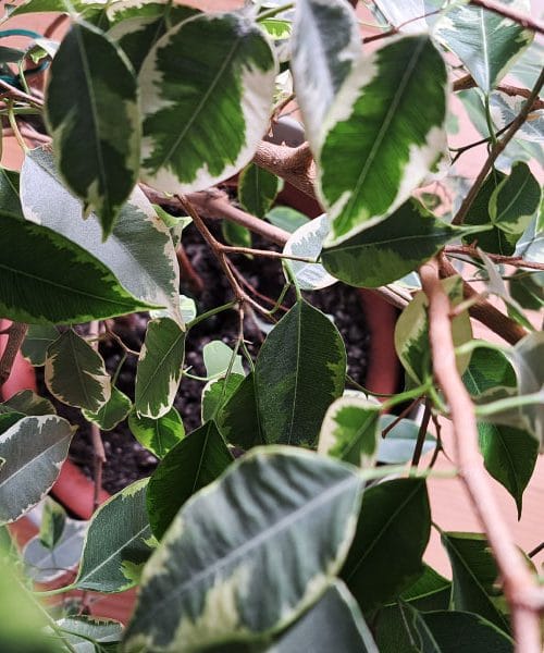 Pet nasvetov, kako doma vzgojiti visok fikus benjamin