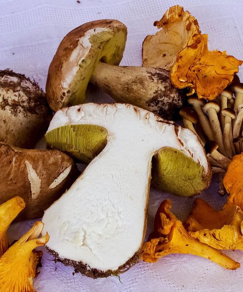 Toliko gob lahko nabere vsak obiskovalec gozda – pravila, ki jih mnogi ne poznajo