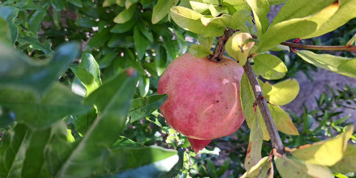 Granatno jabolko na drevesu