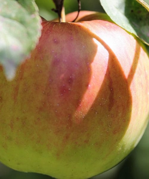 Katera jabolka so najboljša za pite in zavitke? In katerim sortam se je bolje izogniti?