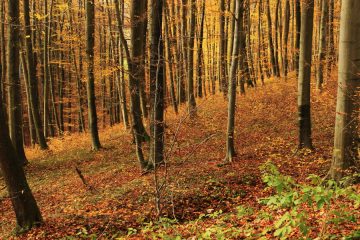 23. oktober – na današnji dan