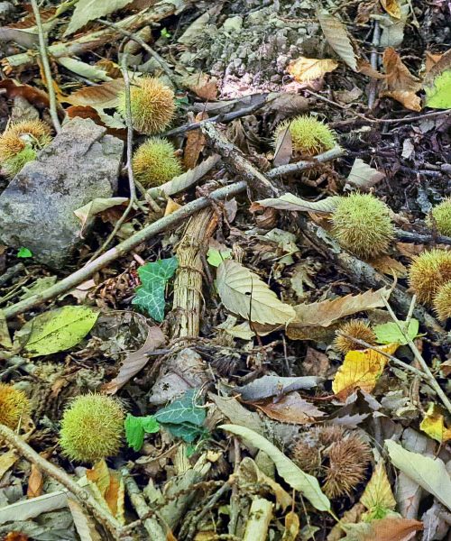 Zakaj so kostanji nekoč veljali za kruh revnih? In zakaj danes spet postajajo dragoceni