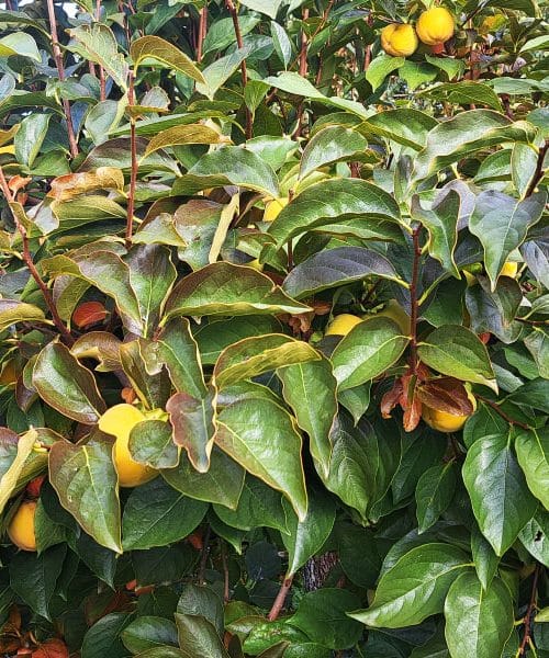 Kaki na drevesu že dobiva barvo – pravi trenutek za potrpežljivost