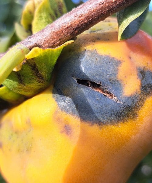 Zakaj se na kakiju pojavi luknjica? Trije razlogi, kaj to pomeni za vaš pridelek