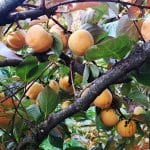 Kakiji, odbiranje sadežev