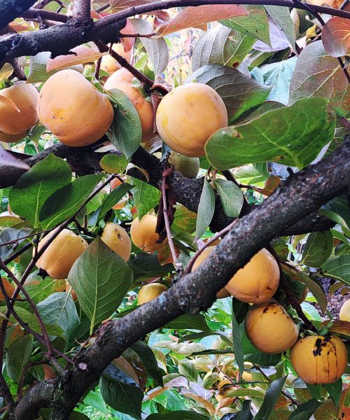 Zakaj je pomembno, da kakije odbiramo in ne obiramo vseh naenkrat?