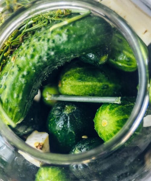 Fermentacija za začetnike – strokovni nasveti za prve korake