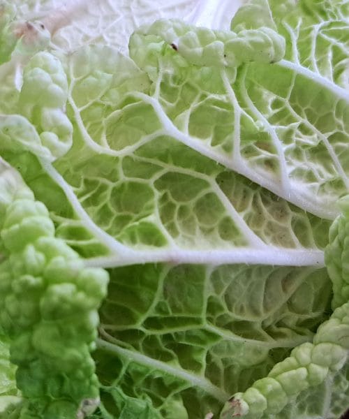 V dneh pred dežjem z vrta obvezno pospravite to zelenjavo