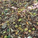 Kje rastejo kostanji?