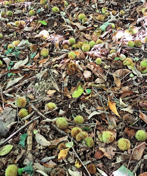 Kje rastejo kostanji in kako jih najlažje najdemo? To so najboljši znaki