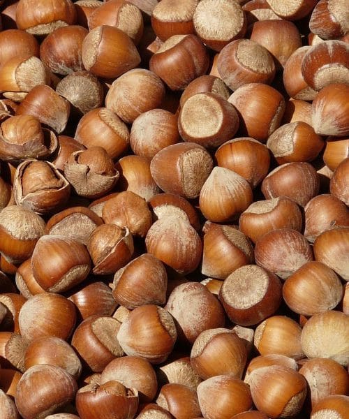 Tako boste najbolje shranili lešnike za zimo in praznike