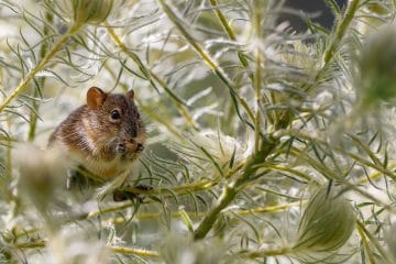 Hantavirus: kaj je, kakšni so simptomi in kako poteka zdravljenje?