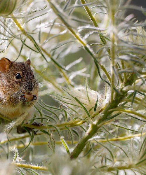 Hantavirus: kaj je, kakšni so simptomi in kako poteka zdravljenje?