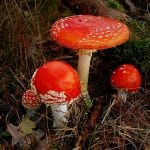 Najbolj strupene gobe